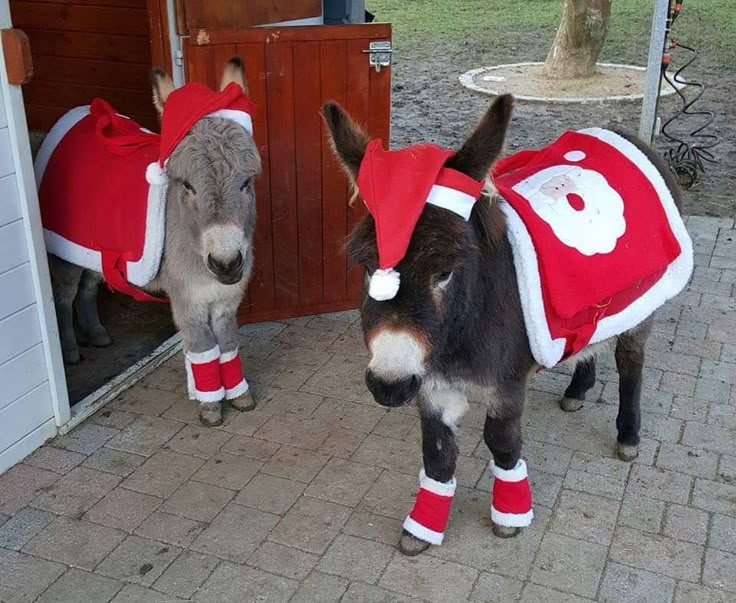 Mini donkey wearing a festive lei