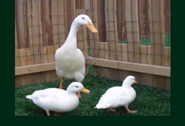 Kids holding baby chicks