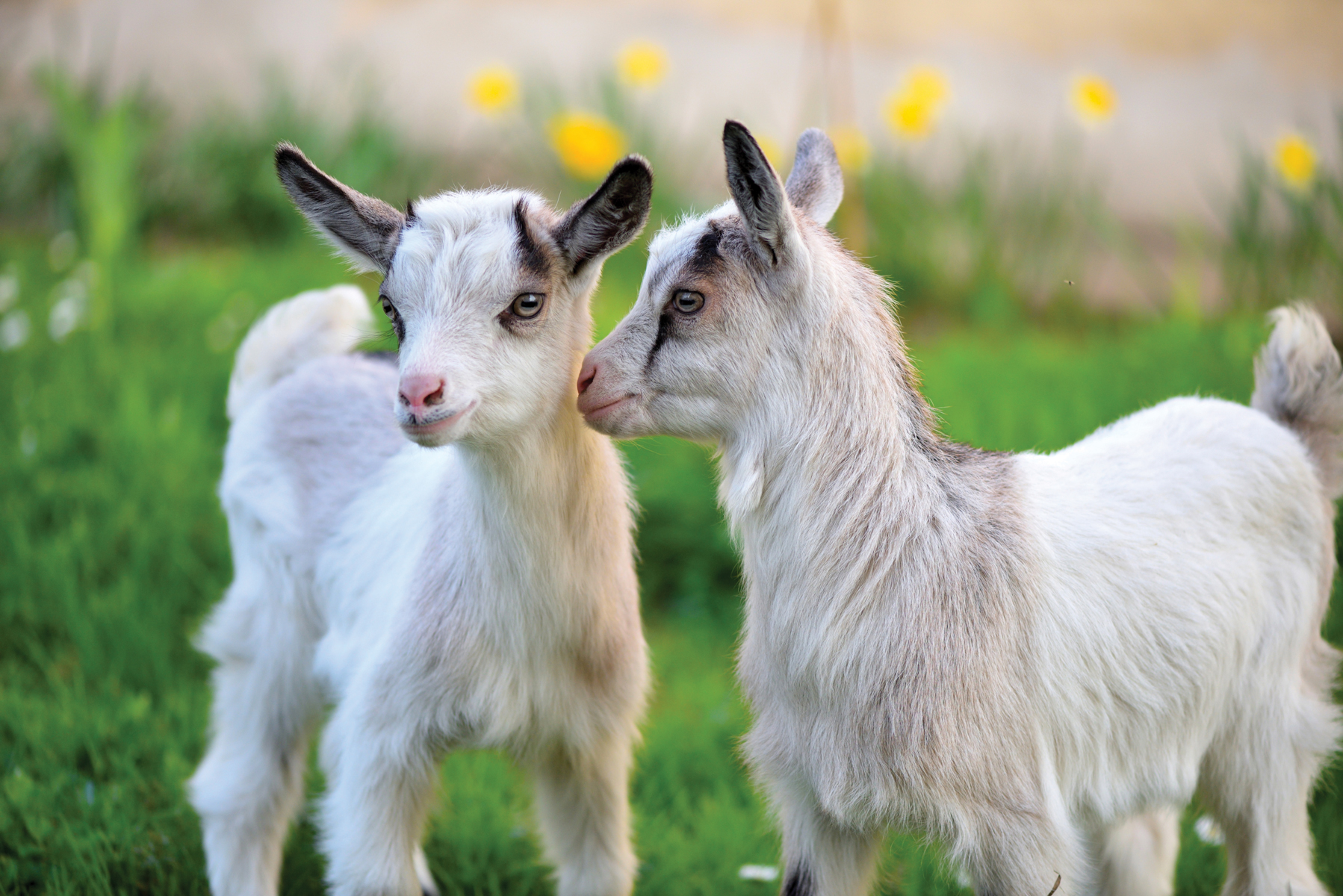 Two friendly goats at a party